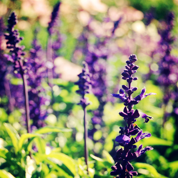 紫罗兰生长鼠尾草花-复古照片。图片下载