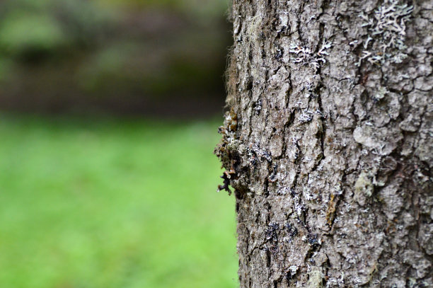 树模式图片下载