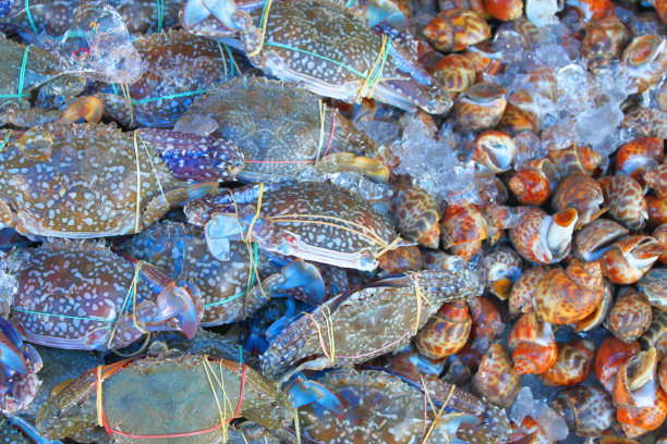 蓝色的梭子蟹图片下载