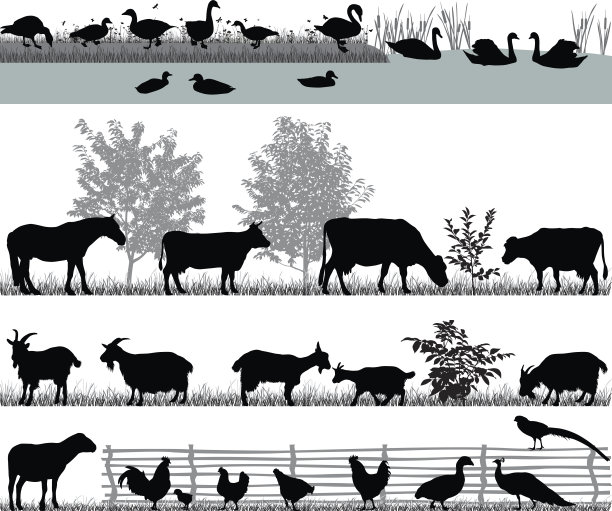 农场动物图片下载