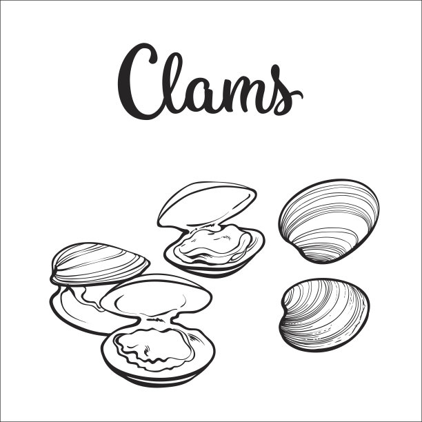 生蛤孤立在白色背景图片下载