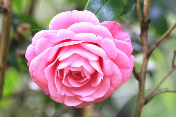 山茶花花图片下载