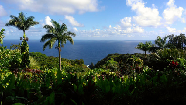 丛林景观图片下载