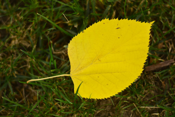 草上生锈的叶子图片下载