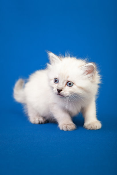 西伯利亚森林猫图片下载