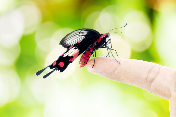 蝴蝶坐在手上图片下载