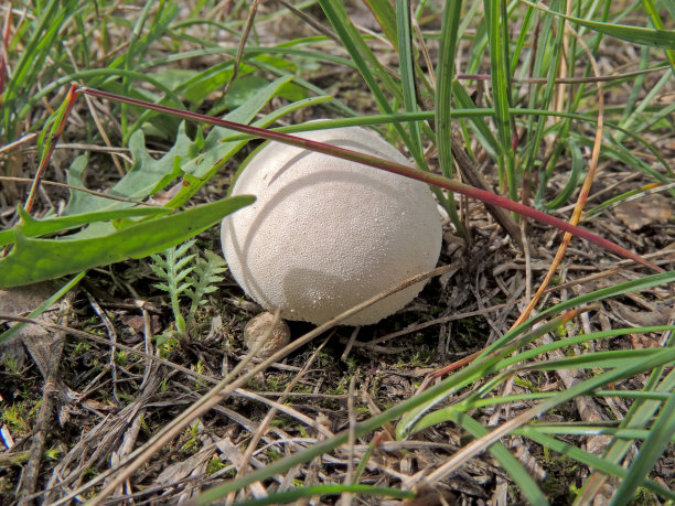 在过去的一场夏雨之后图片下载