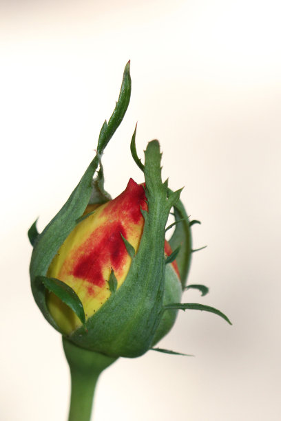 玫瑰花蕾图片下载