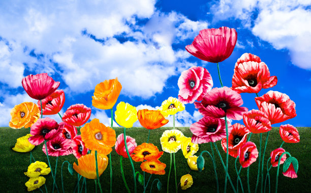 田野里的罂粟图片下载