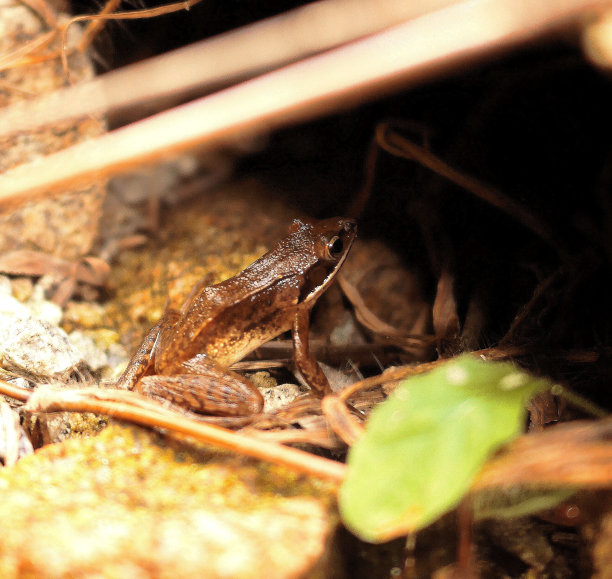 棕色青蛙图片下载