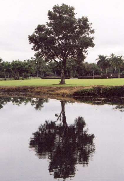 对称的反射图片下载