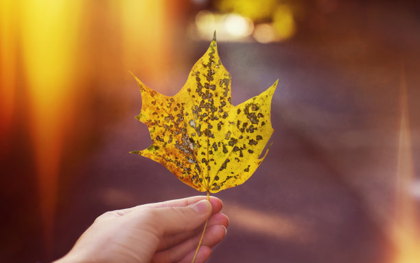 秋天来了，枫叶在他的手中图片下载