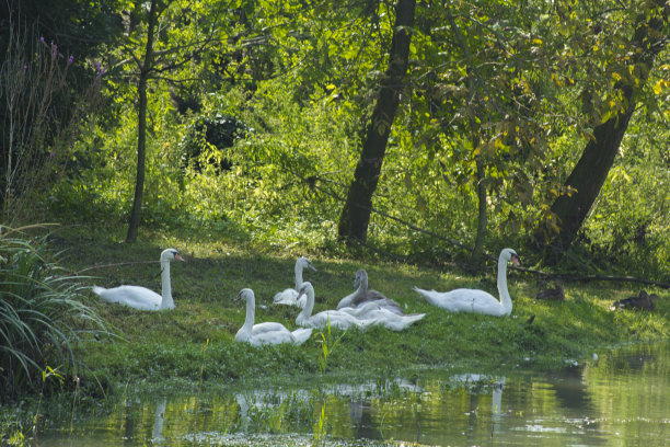 天鹅家族图片下载