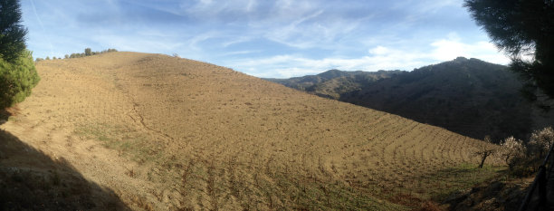 加泰罗尼亚波雷拉的葡萄园图片下载