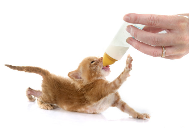 吸姜小猫图片下载