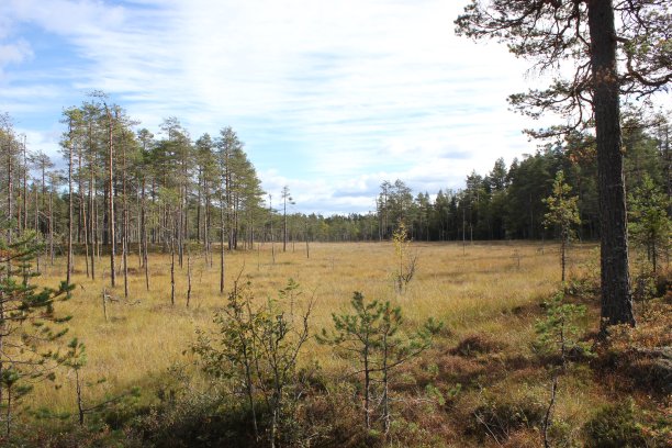 瑞典博格图片下载