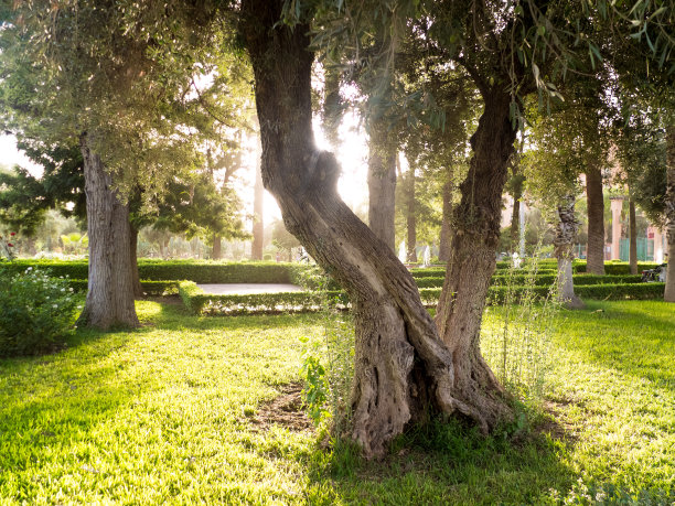 阳光下有树的花园图片下载