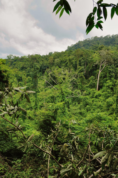 柬埔寨丛林图片下载