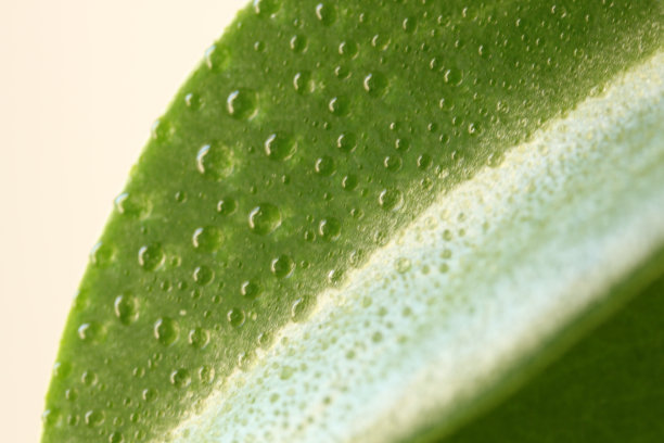 叶子上的雨滴图片下载