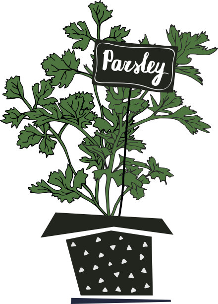 花盆里的欧芹，漂亮的手绘插图。图片下载