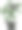 花盆里的欧芹，漂亮的手绘插图。图片下载
