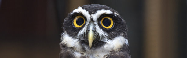 戴眼镜的猫头鹰特写图片下载