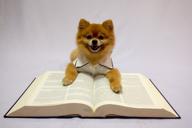 小狗在看书图片下载