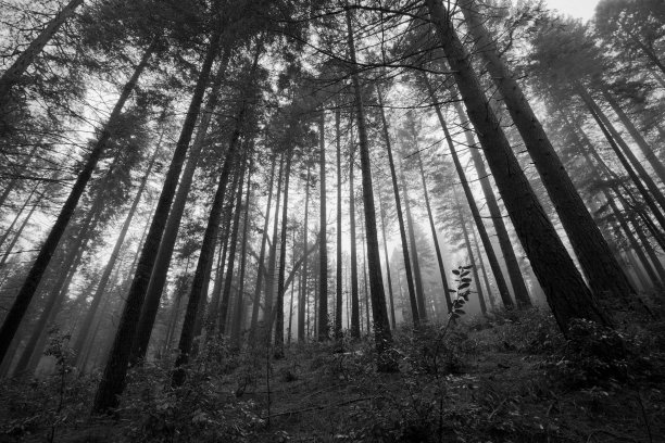 加州北部森林图片下载