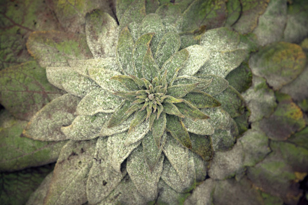 毛蕊花属图片下载