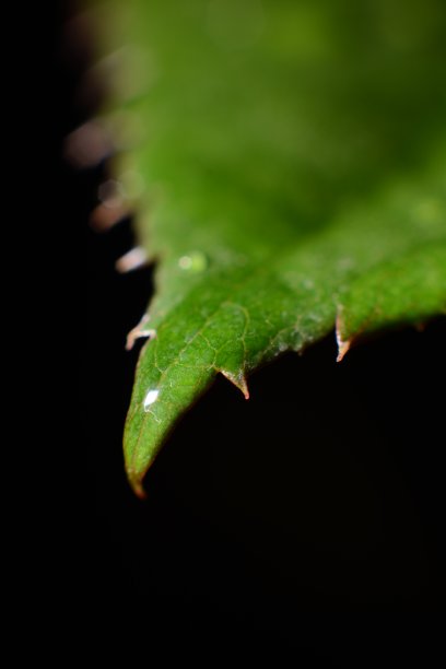 叶与下降图片下载
