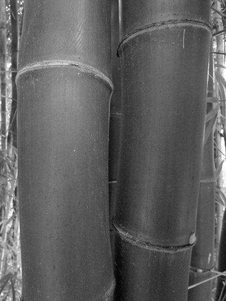 竹子的树干图片下载