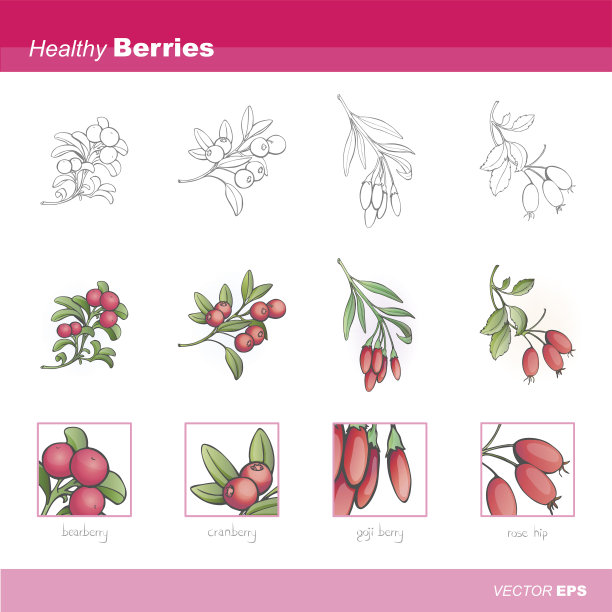 健康的浆果图片下载