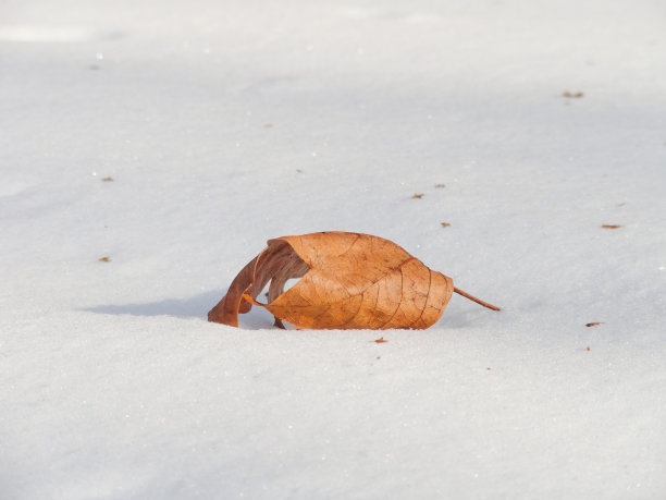 雪花上的落叶图片下载