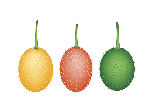 三个鲜续断葫芦在白色的背景图片下载