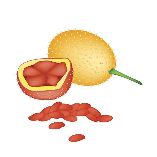 新鲜的橙色婴儿菠萝蜜在白色的背景图片下载