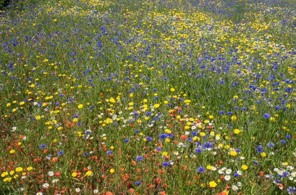 野花的草地图片下载