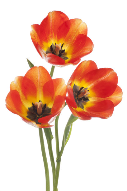 郁金香图片下载