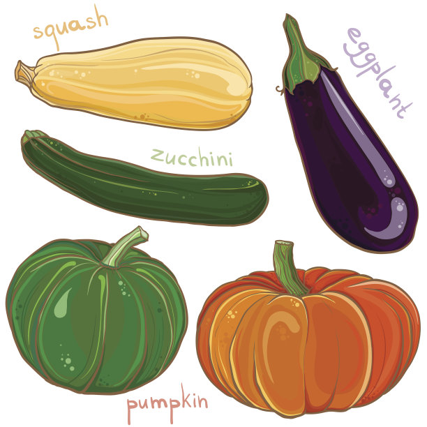 向量设置茄子，南瓜，南瓜和西葫芦的插图图片下载
