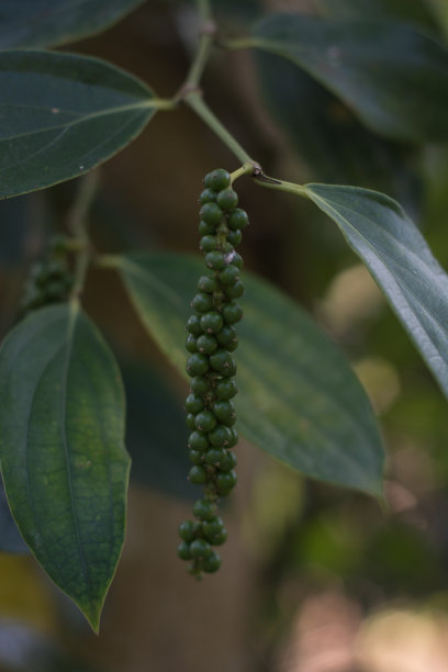 胡椒树图片下载