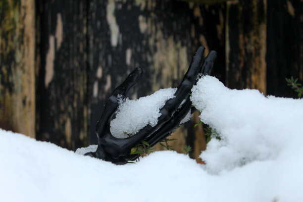 黑色塑料手握着雪，植物在雪中生长图片下载