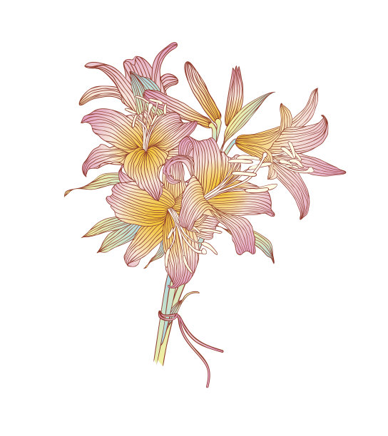 白色背景上的粉色百合花图片下载