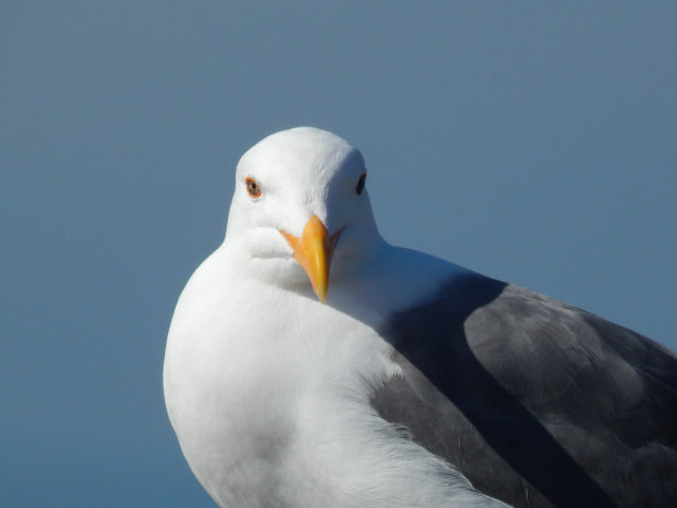 海鸥特写镜头图片下载