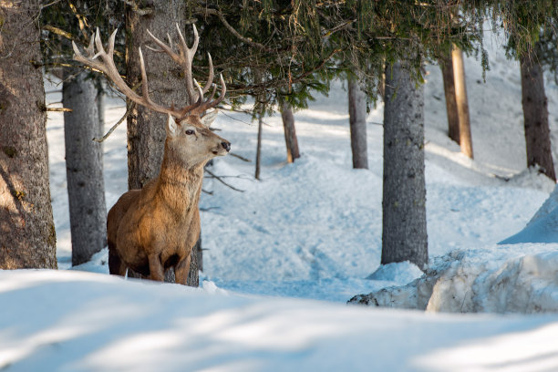 鹿的肖像在雪的背景图片下载