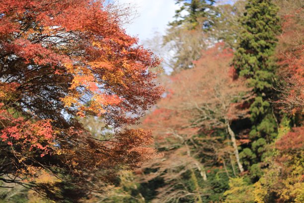 高雄京都的秋叶图片下载