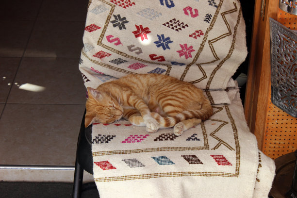 集市上的猫图片下载