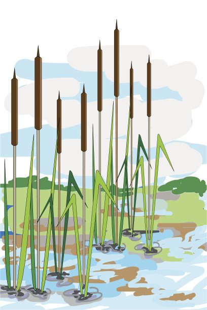 水中有芦苇和绿草图片下载