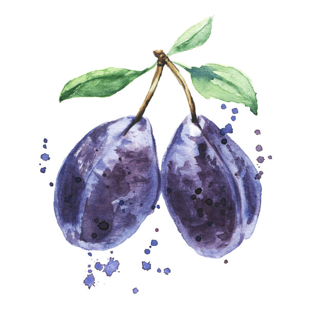 梅花，水彩手绘水果图片下载