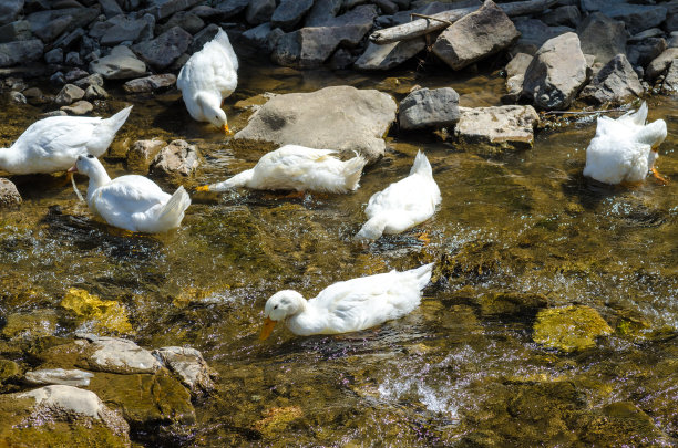 白鸭图片下载