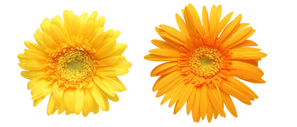 德兰士瓦雏菊的花头素材图片