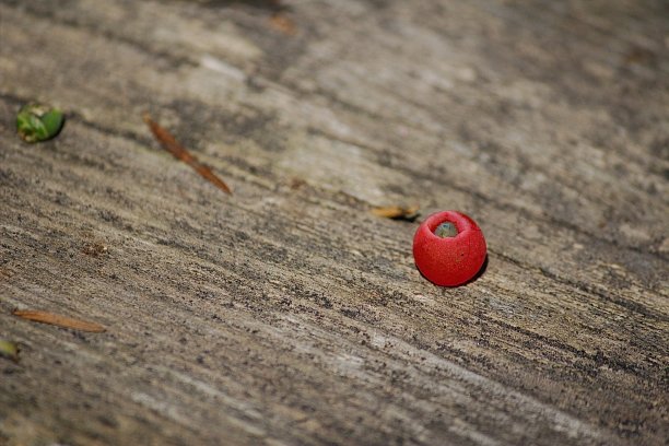 红色水松浆果图片下载